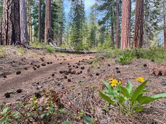 Black Butte